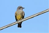 Cassin's Kingbird